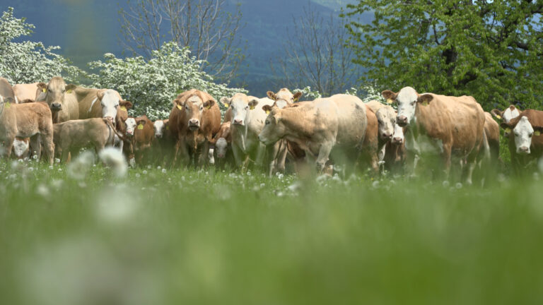 Informace k uzavření objednávek za rok 2025